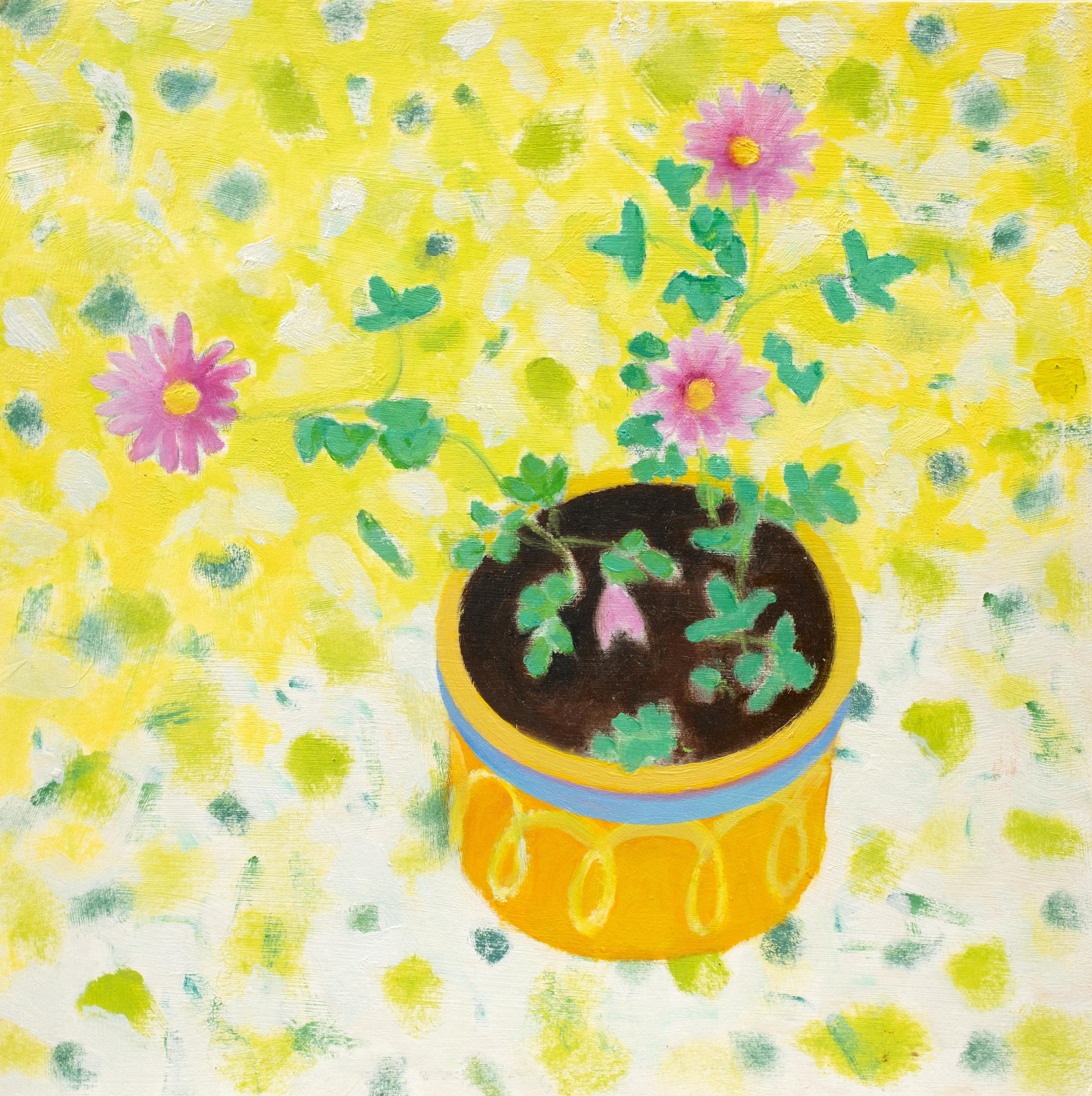 End of the Day Dasies