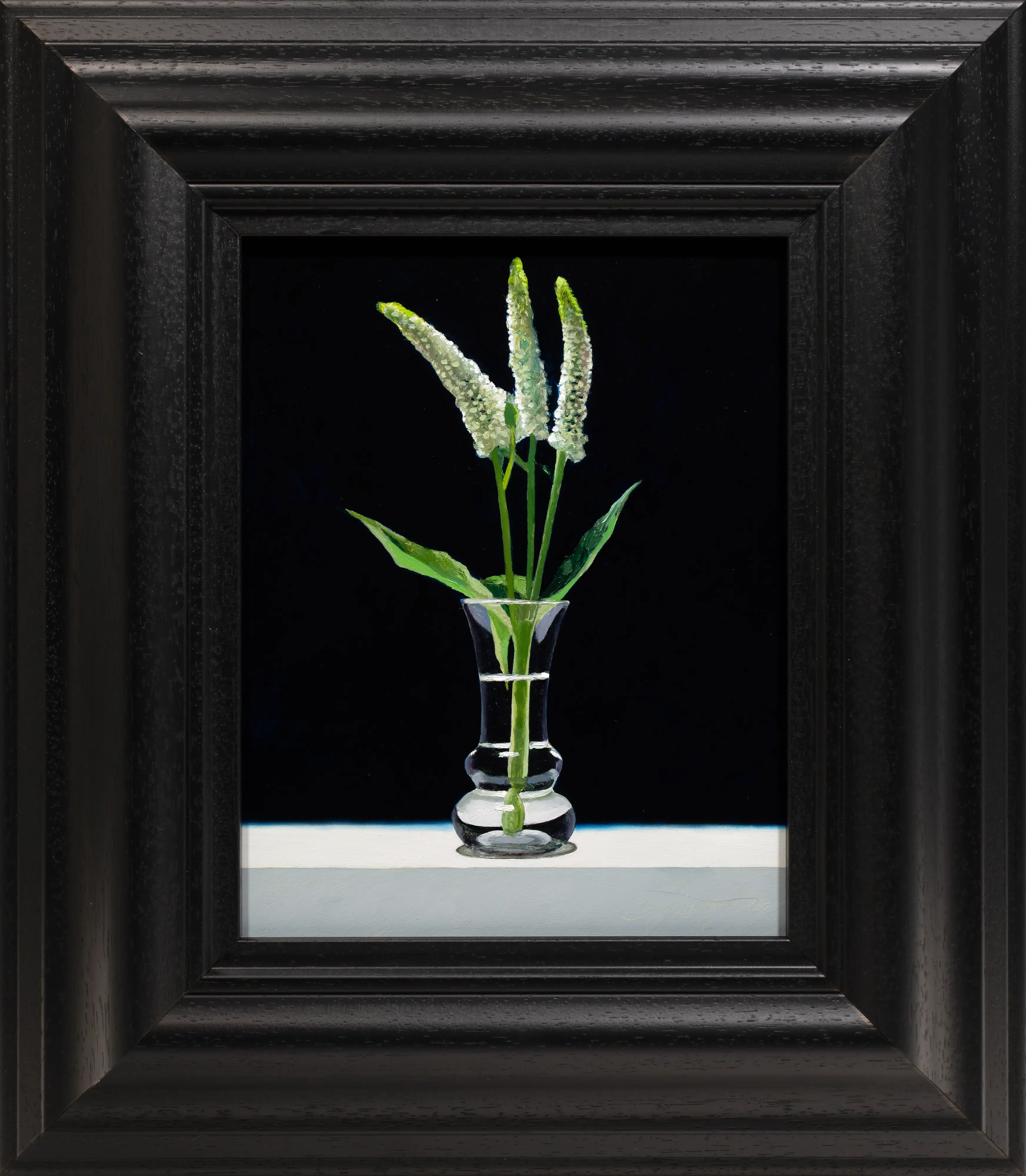 Longleaf Veronica