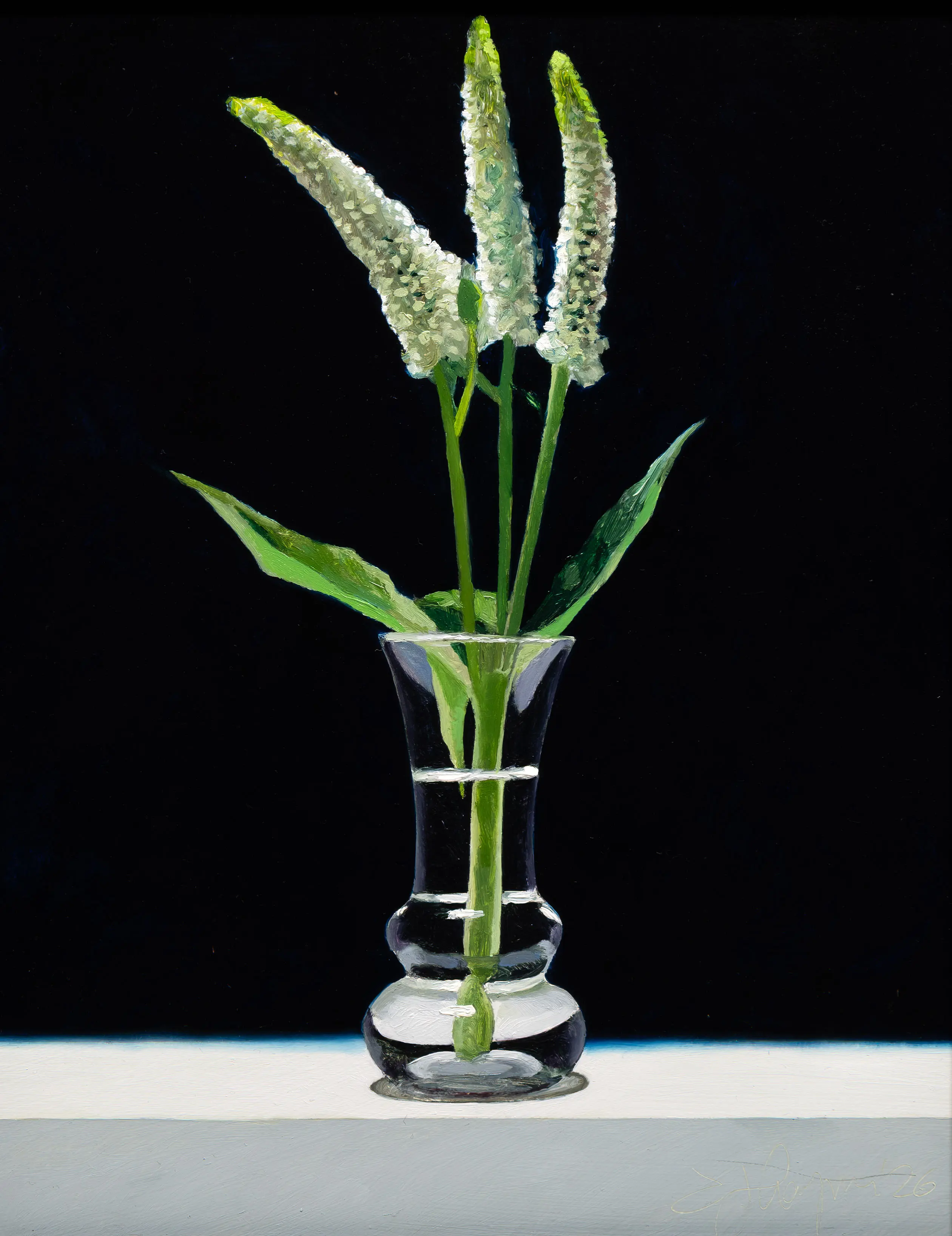 Longleaf Veronica